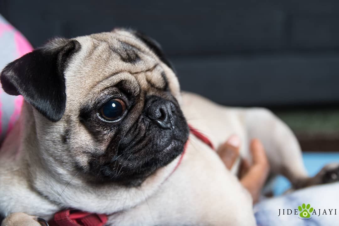 Paris from Monica's Pugs | Pug 