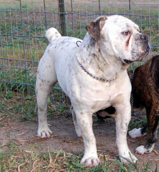 SDK's Alabama Crash | Olde English Bulldogge 