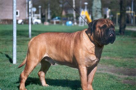 CHEF VON FRANKENTAL | Bullmastiff 