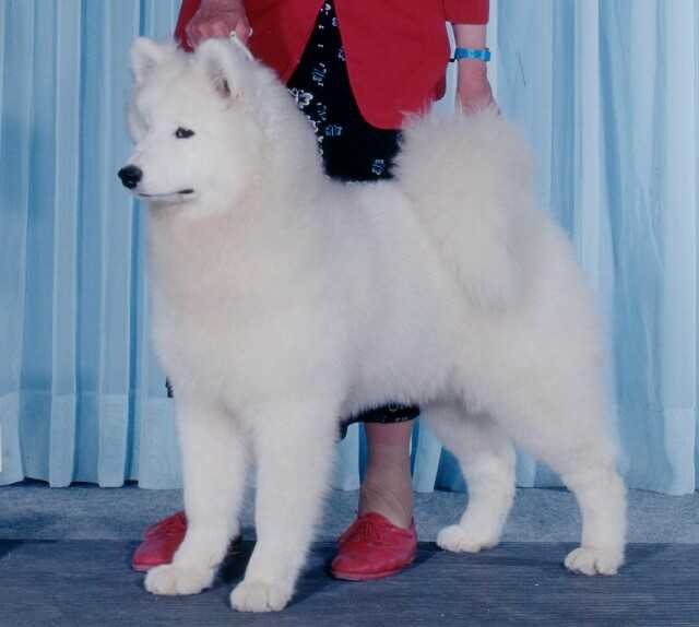 Kolinka's Brandy | Samoyed 