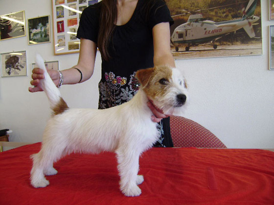 Orchidea Selvaggia di Sutri | Jack Russell Terrier 