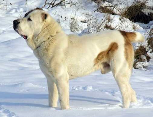 King of Flocks Murat | Central Asian Shepherd Dog 