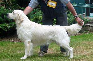 Camrose Time To Return | Golden Retriever 