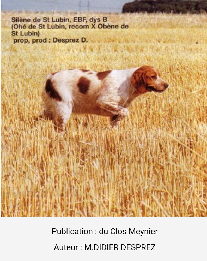 SILENE de Saint Lubin | Brittany 