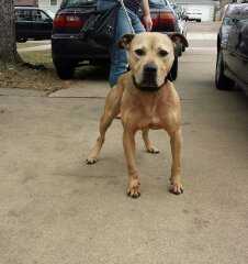 Chang's Catch | American Pit Bull Terrier 