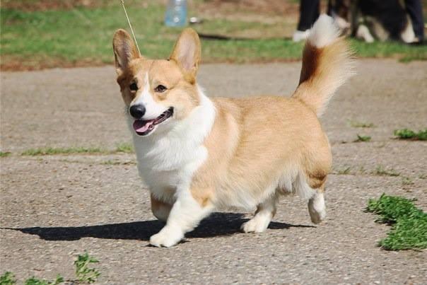 AKMANAY GAMLET | Pembroke Welsh Corgi 