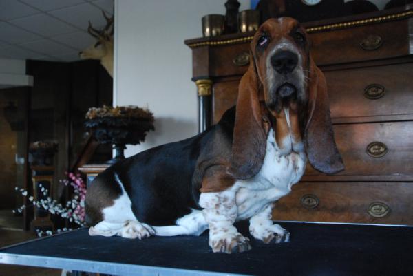 NewDown Bassets Operetta | Basset Hound 