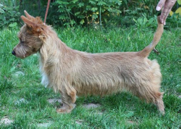 Diamanta iz Zvezdnogo Grafstva | Australian Terrier 