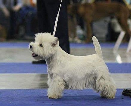 Moonlight Sonata Shining Dream | West Highland White Terrier 