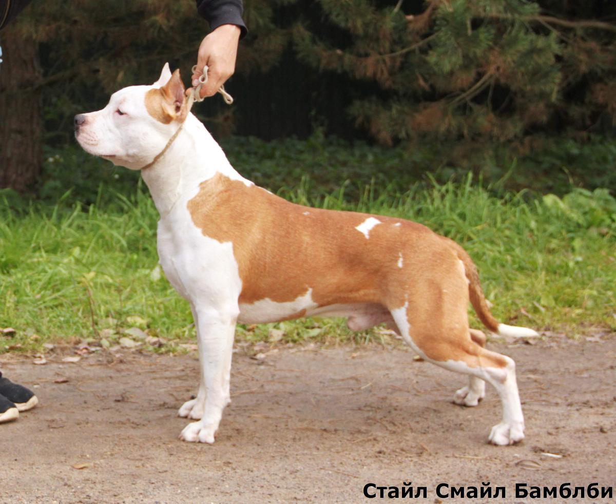 Style Smile Bumblebee | American Staffordshire Terrier 