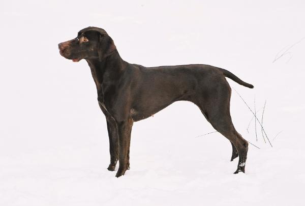 Wildbach Dark N' Delicious | German Shorthaired Pointer 