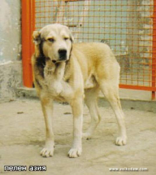 Pelen Azia | Central Asian Shepherd Dog 