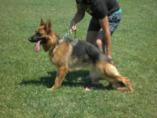 Hilka von Serbeland | German Shepherd Dog 