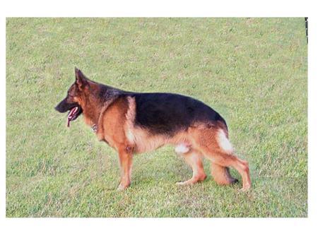 Nickors vom Mönchberg | German Shepherd Dog 
