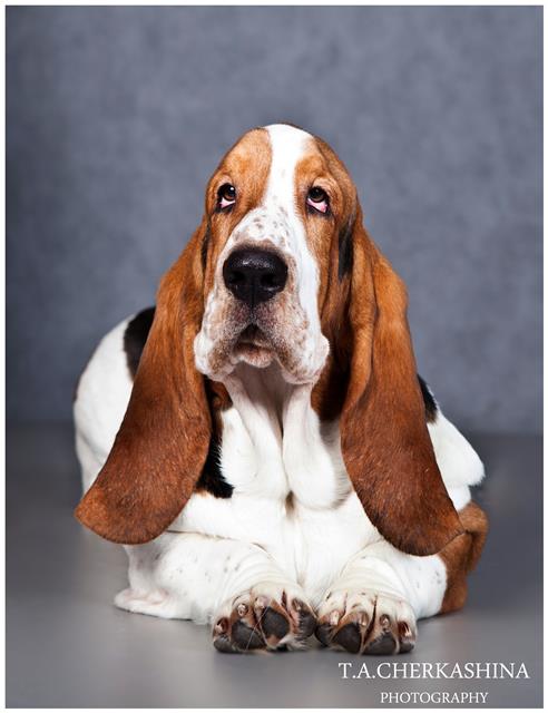 Hast Bliss Adjit Man | Basset Hound 