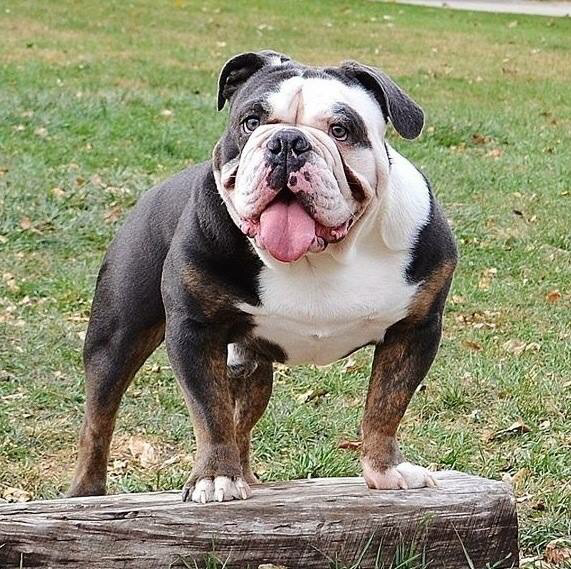 Carolinas Blues Empire | Olde English Bulldogge 