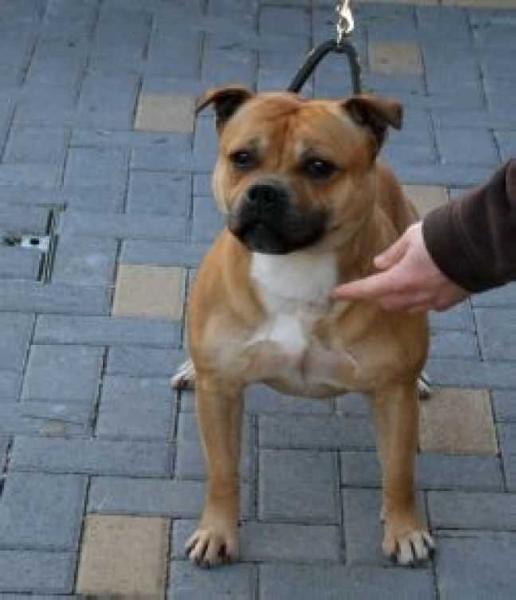 Cumhil Windswept Wonder | Staffordshire Bull Terrier 