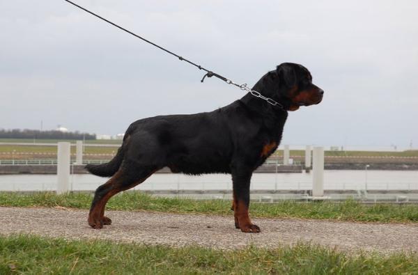 Jaws from House Hertog | Rottweiler 