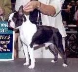 Shadowlake's Texas Ranger To-Sa | Boston Terrier 