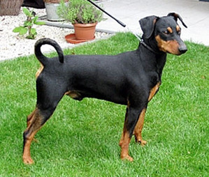 NERO-THYSON vom Robinienhof | German Pinscher 