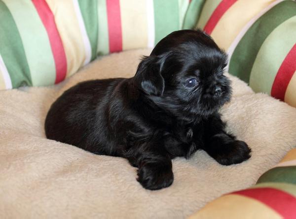 Cobblestone Faancy Black Cinder | Shih Tzu 