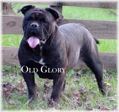 OLDE GLORY'S POPTART | Olde English Bulldogge 