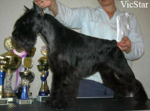 Darbi Fon Beling | Miniature Schnauzer 