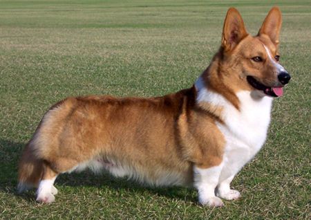 Copperleaf Gold N Fire | Cardigan Welsh Corgi 