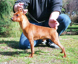 Made in Spain IGUALMENTE | Miniature Pinscher 