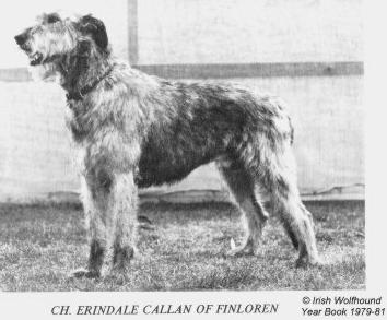 Erindale Callan of Finloren | Irish Wolfhound 