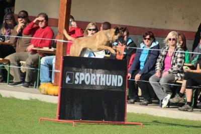 Fixi Extra Temperament | Belgian Malinois 