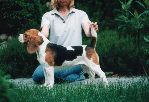 Lukrecia Laciata Sfora | Beagle 