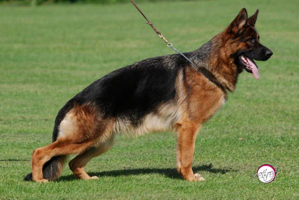 Miss Jackson von Athaba | German Shepherd Dog 
