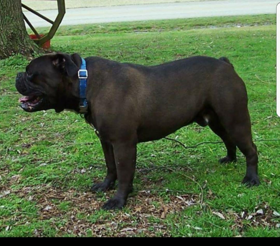 Buffalo creek's Dozer 3 | Olde English Bulldogge 