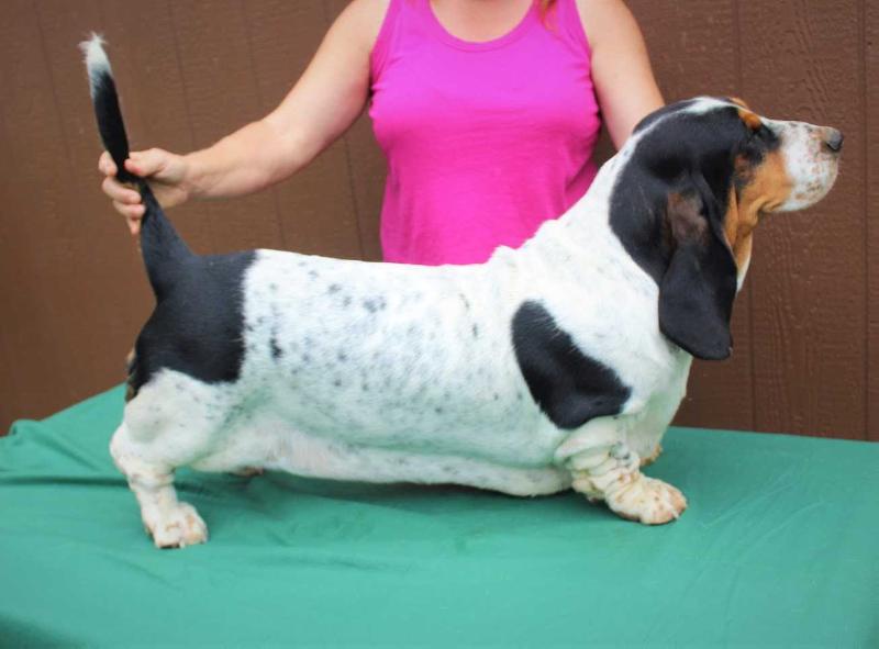 Nefritis Albizia | Basset Hound 