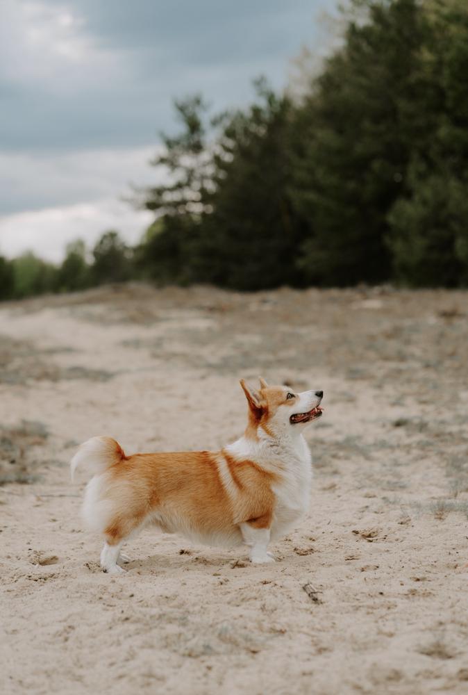 Stan von Kirchhellen | Pembroke Welsh Corgi 