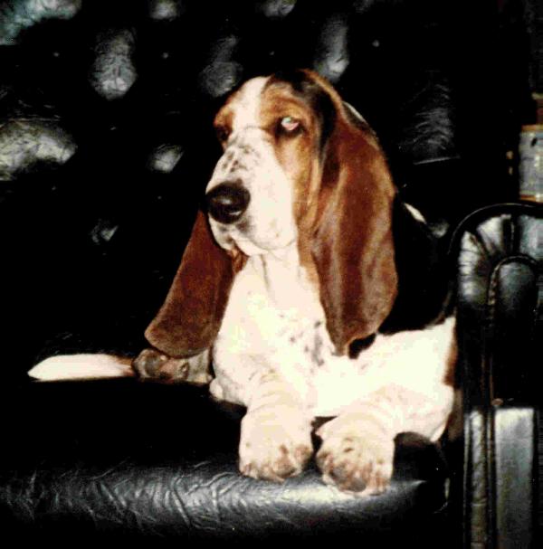 Von's Cleopatra | Basset Hound 