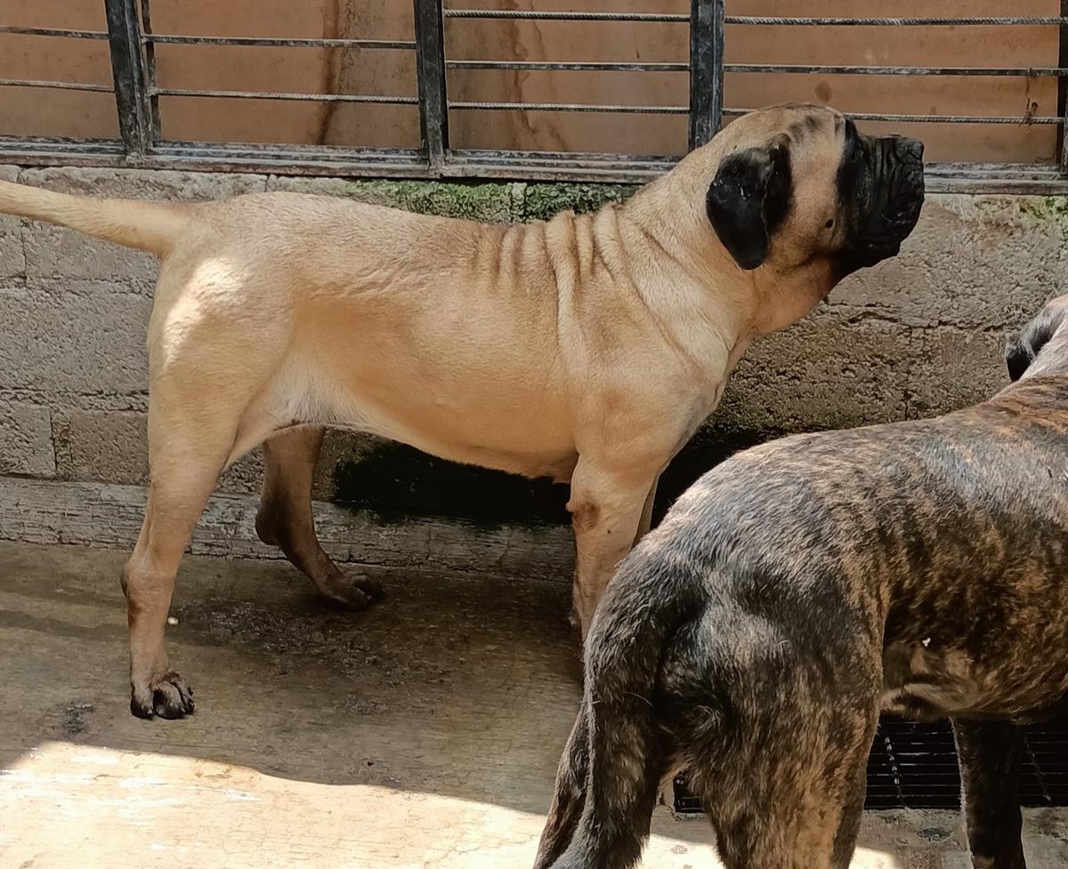 Melody Flores y Paredes | Mastiff 