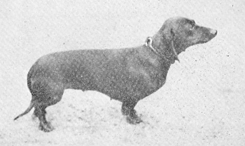 Suserl vom Werderhavelstrand | Dachshund 