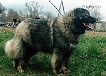 ZIMA | Caucasian Mountain Dog 