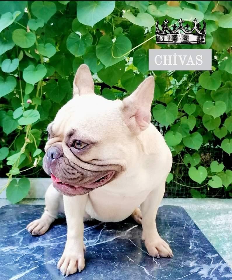 Alpin's Chivas | French Bulldog 