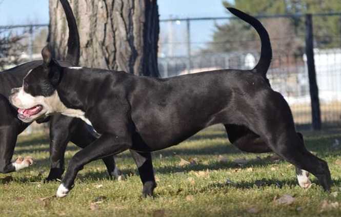 Pound 4 Pound's onit | Olde English Bulldogge 