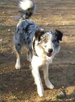 Granite ABC 282802 | Border Collie 