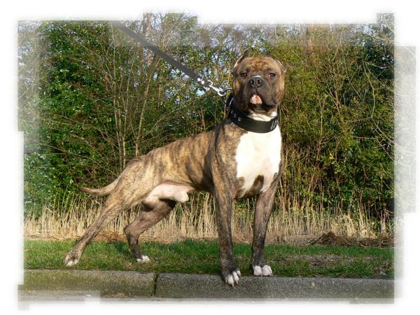 Mystic Masters Hummer | American Staffordshire Terrier 