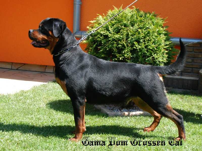 Gama Vom Grossen Tal | Rottweiler 