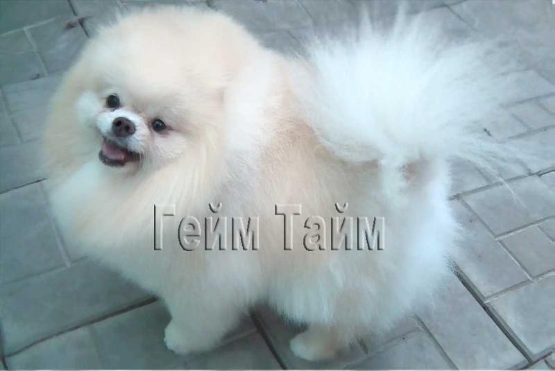 Feridzh Light Pink Ice Dlya Game Time | Pomeranian 