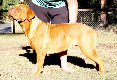 Bronzantiq Whozz Ya Daddy | Dogue de Bordeaux 