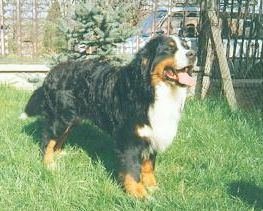 Kormos Wekerlei-Nagymedve | Bernese Mountain Dog 