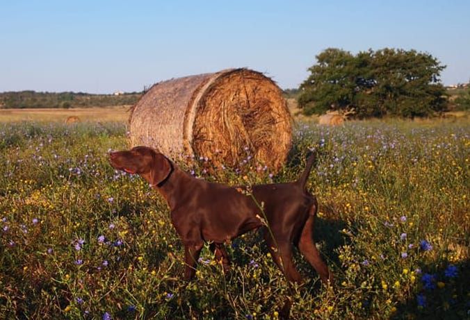 Pradellinensis Trilly | German Shorthaired Pointer 