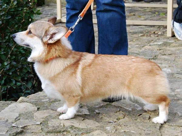 Eve My Delight n/b | Pembroke Welsh Corgi 